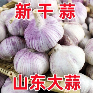 山东大蒜大蒜头新干蒜
