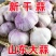 山东大蒜大蒜头新干蒜
