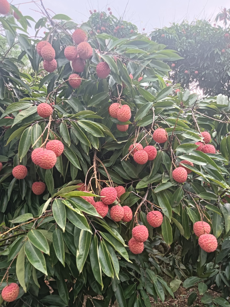桂味荔枝基地直发品质优良欢迎来电采购
