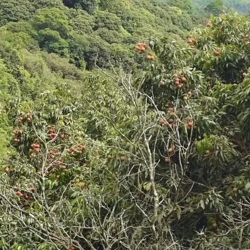 桂味，糯米糍，果园直批