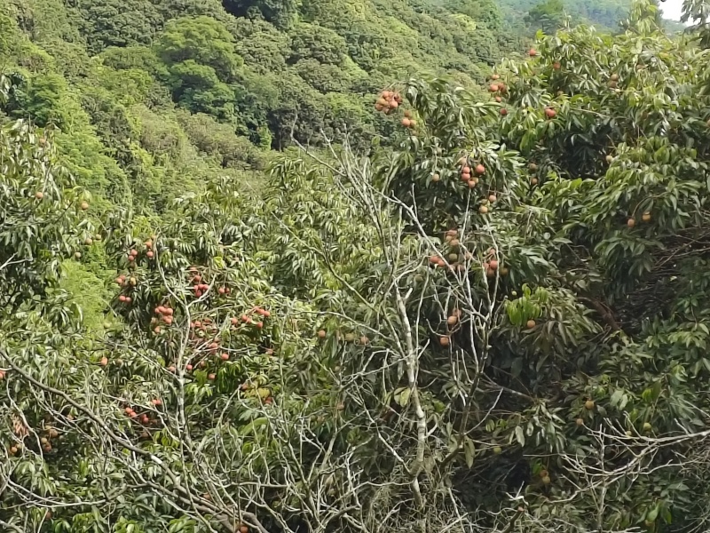 桂味，糯米糍，果园直批