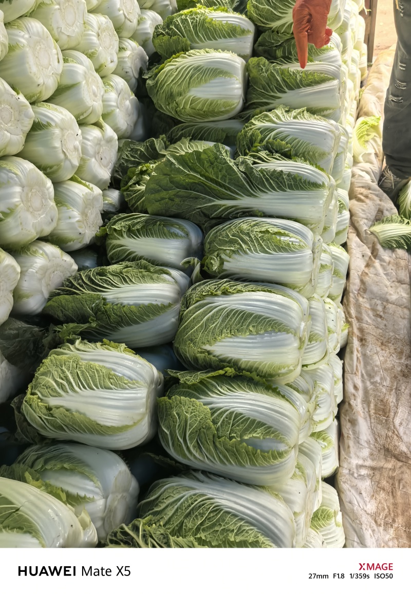 精品大白菜