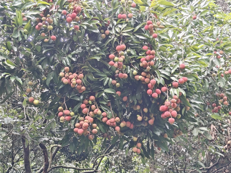 桂味，糯米糍，果园直批