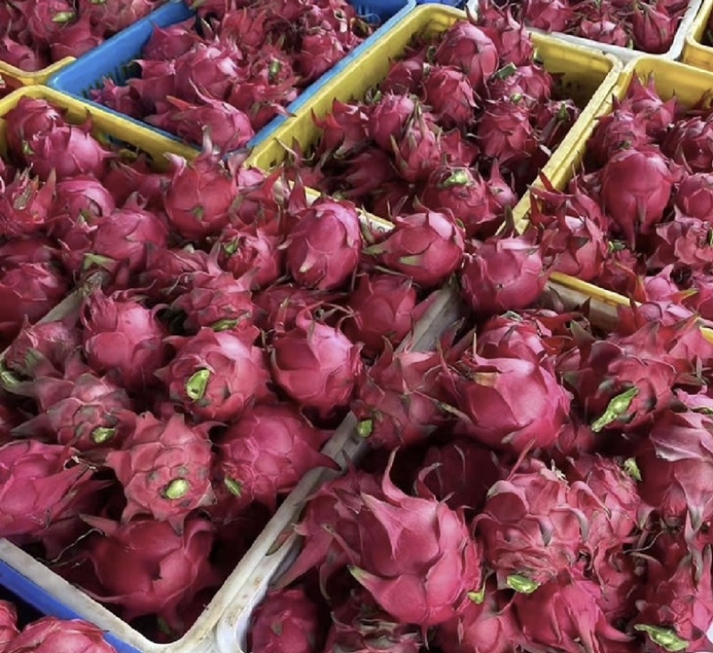 广州，火龙果，大量上市品质保证量大从优一手货源