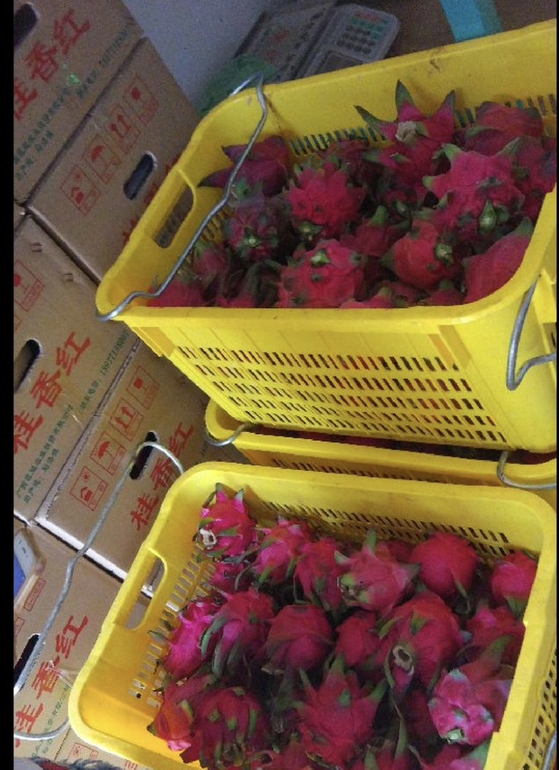广州，火龙果，大量上市品质保证量大从优一手货源