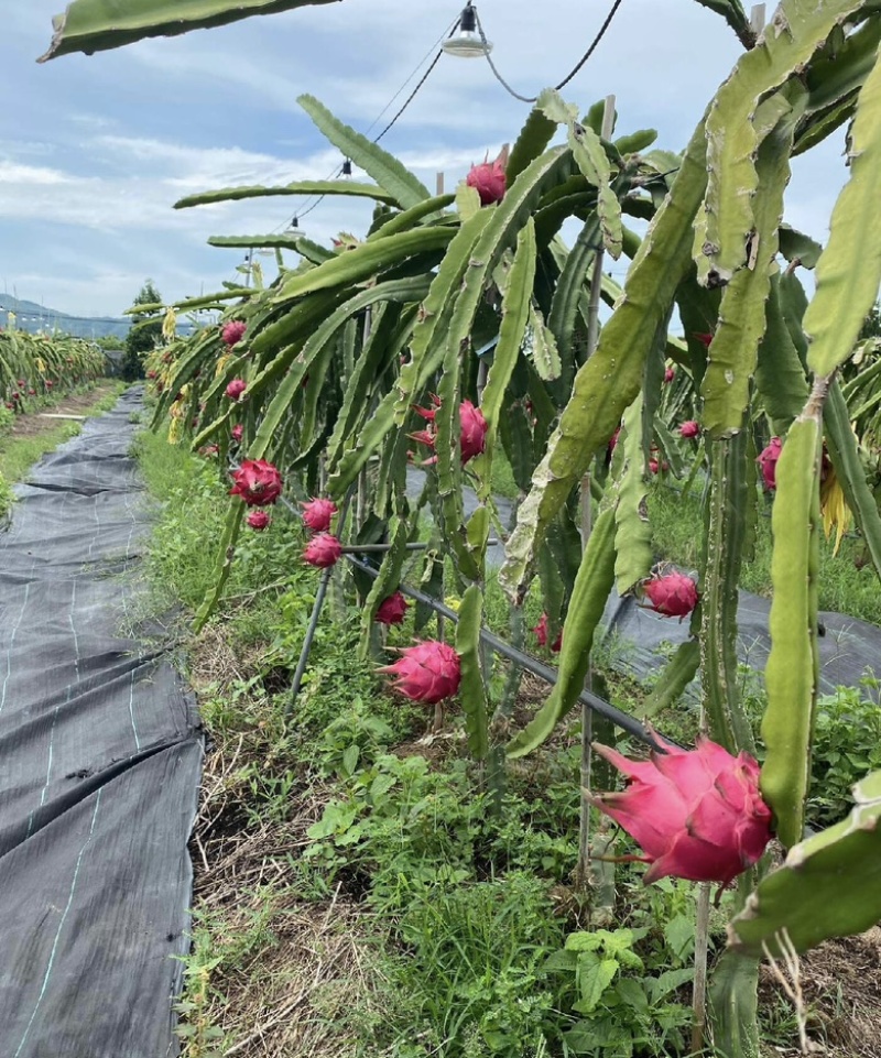 广州，火龙果，大量上市品质保证量大从优一手货源