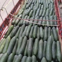 四川冬瓜食堂冬瓜大吨位吊冬瓜基地发货现摘现发品质好