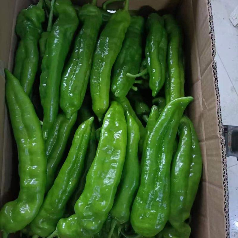 泡椒大量供应欢迎一亩田联系代发全国