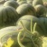 绵阳西瓜1300元吨