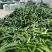 山东寿光水果黄瓜小青瓜大量现货现摘现发新鲜基地直发