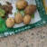 沃土土豆