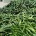 寿光精品小黄瓜荷兰水果黄瓜小青瓜小基地直发现摘现发