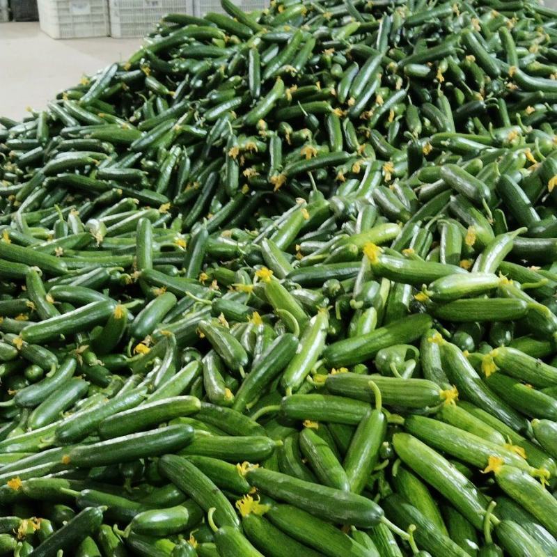 寿光精品小黄瓜荷兰水果黄瓜小青瓜小基地直发现摘现发