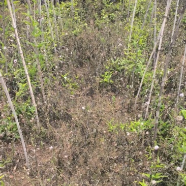 百部苗除草机