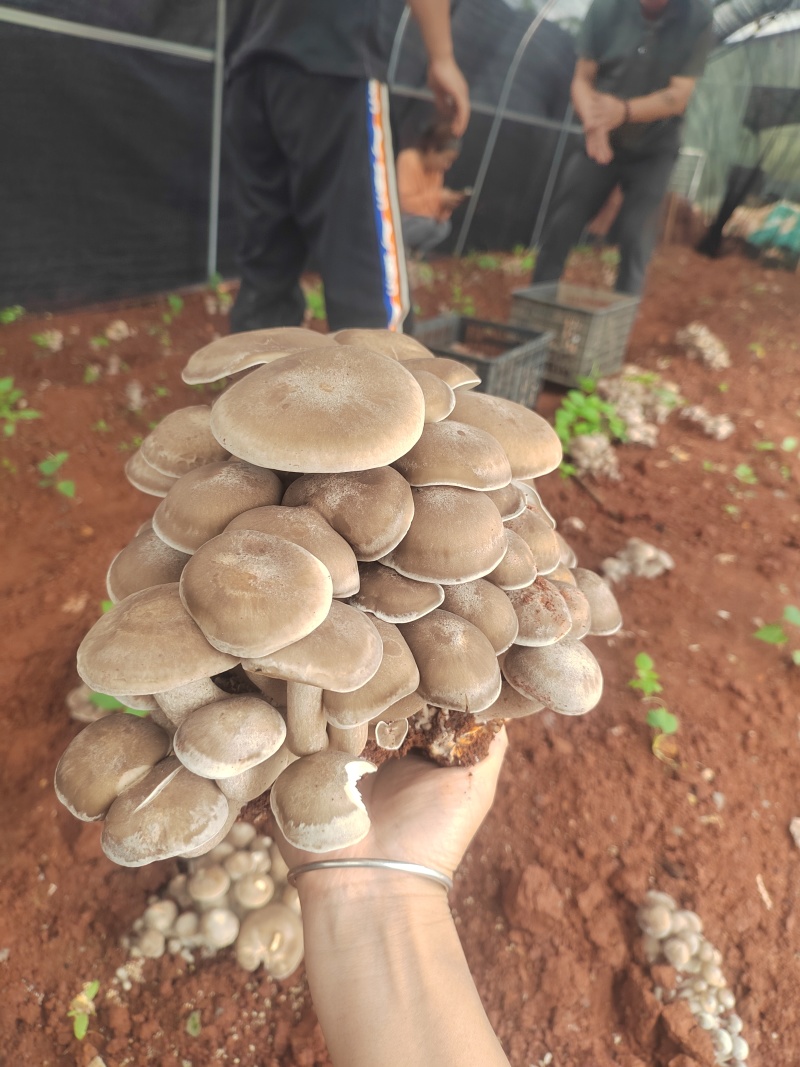 鹿茸菇