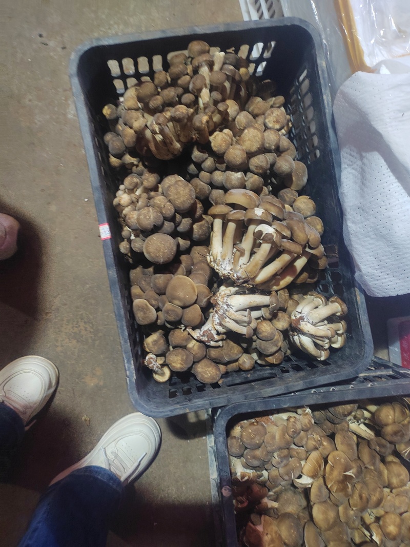 鹿茸菇