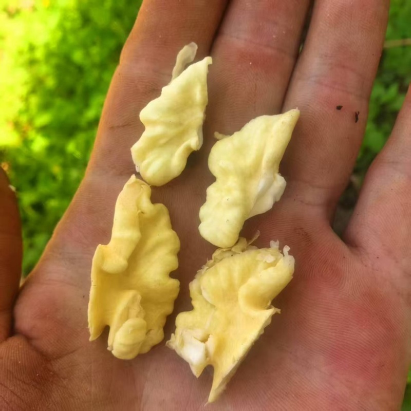青皮核桃，四川供应，货源充足，欢迎全国采购商咨询，可视频
