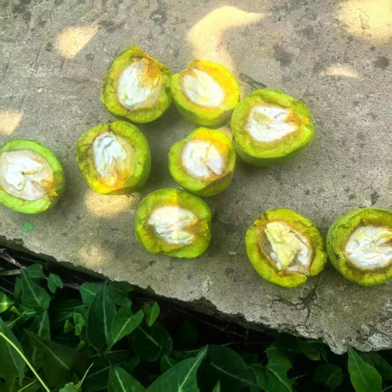 青皮核桃，四川供应，货源充足，欢迎全国采购商咨询，可视频