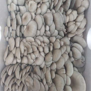 贵州平菇
