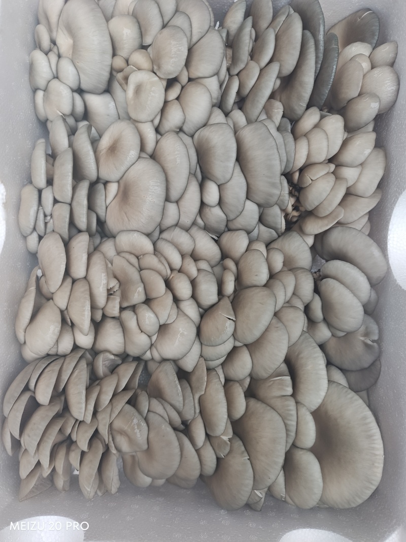 贵州平菇