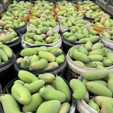 红象牙9号芒果统货、精品货上市【广西直供欢迎咨询订购】