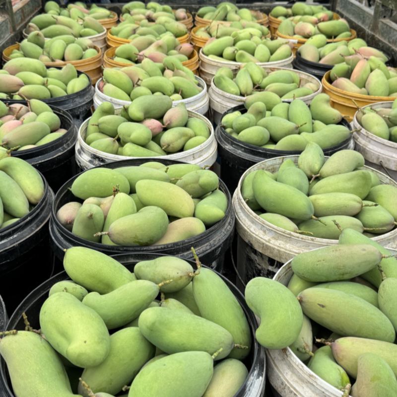 红象牙9号芒果统货、精品货上市【广西直供欢迎咨询订购】