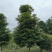 桢楠树楠木树，米径8-15厘米，冠幅饱满，基地直销