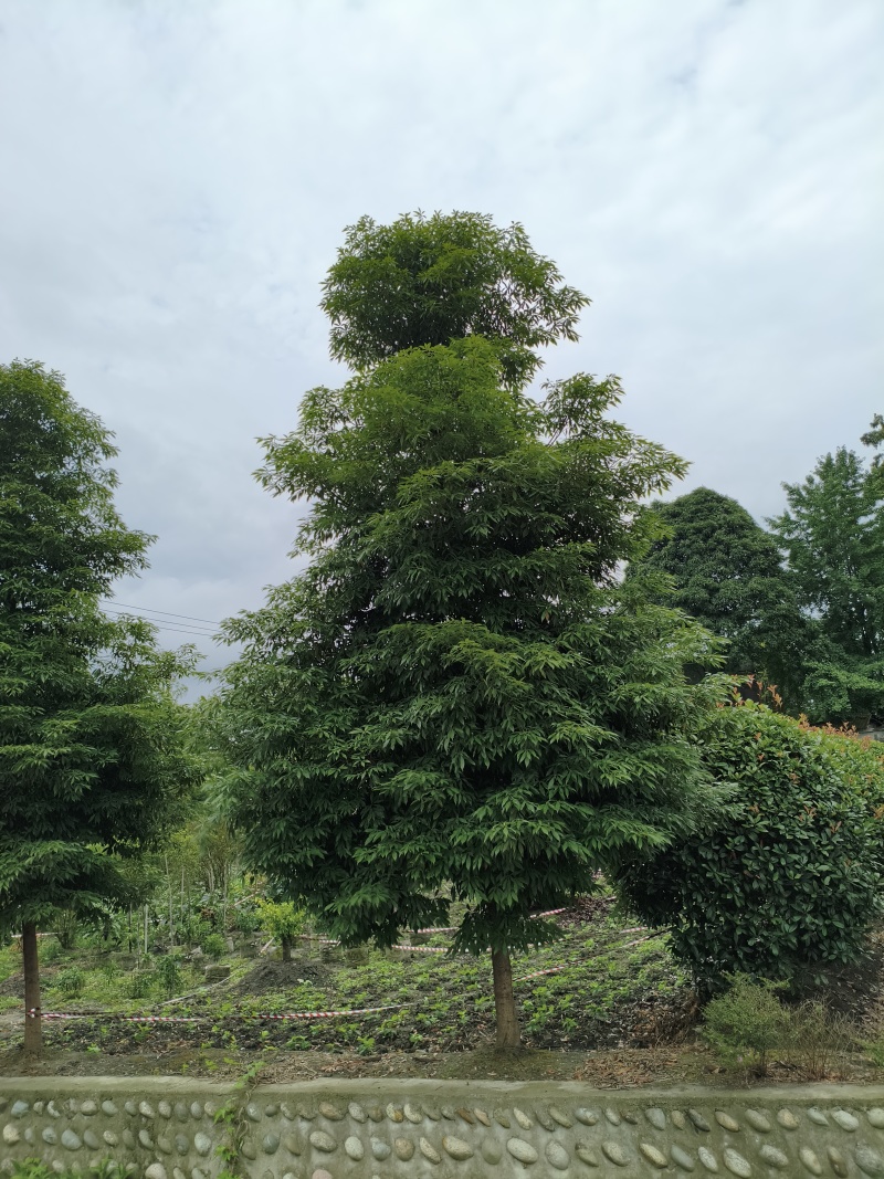 桢楠树楠木树，米径8-15厘米，冠幅饱满，基地直销