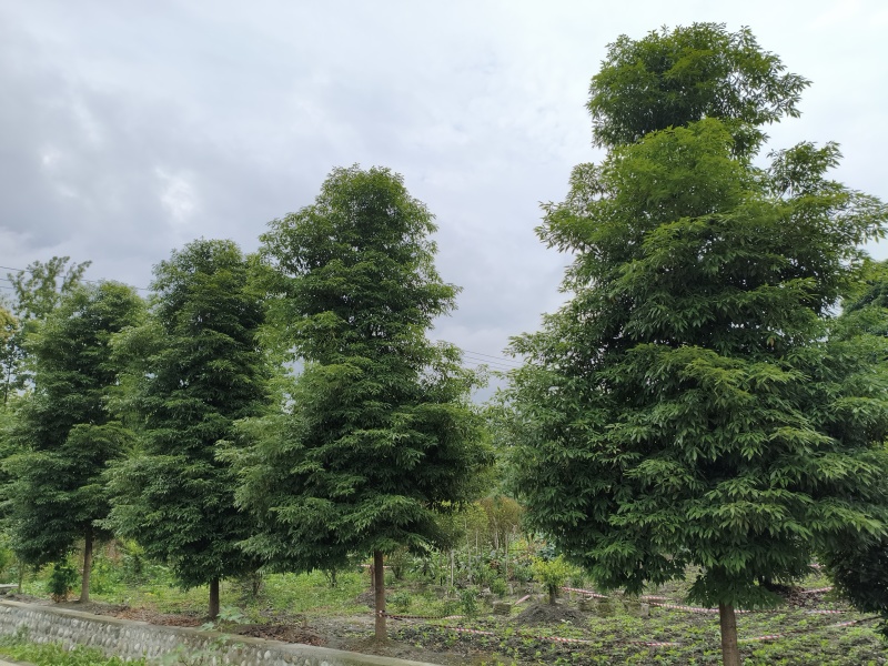 桢楠树楠木树，米径8-15厘米，冠幅饱满，基地直销