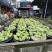 红象牙9号芒果统货、精品货上市【广西直供欢迎咨询订购】