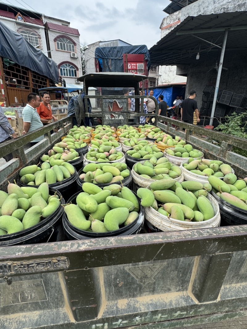 红象牙9号芒果统货、精品货上市【广西直供欢迎咨询订购】