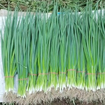 精品山东小香葱，颜色鲜艳，条形板正，产地批发，保质保量发