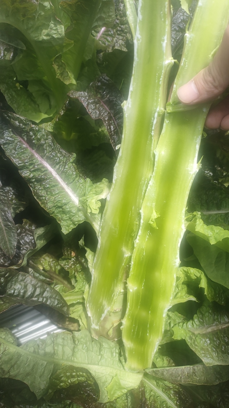 香格里拉精品莴笋现货出售，诚信经营！欢迎各位老板联系！