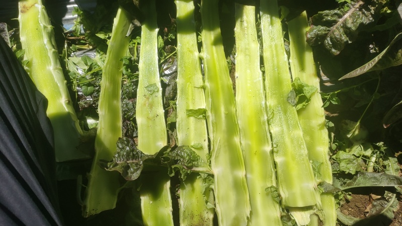 香格里拉精品莴笋现货出售，诚信经营！欢迎各位老板联系！
