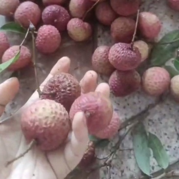 鸡嘴荔枝