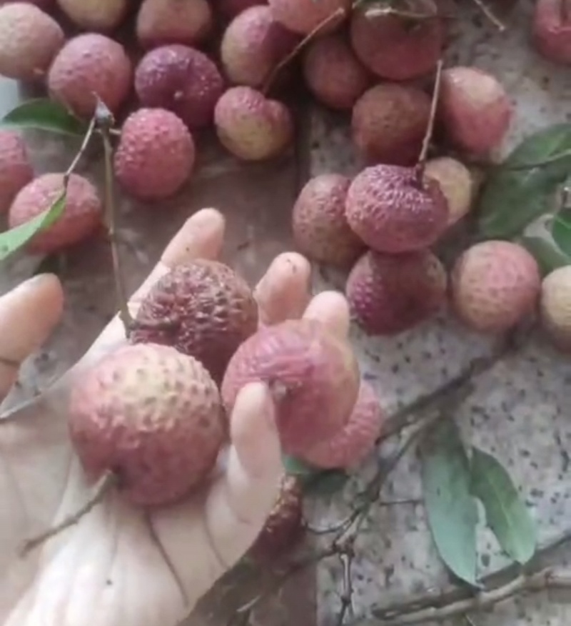 鸡嘴荔枝