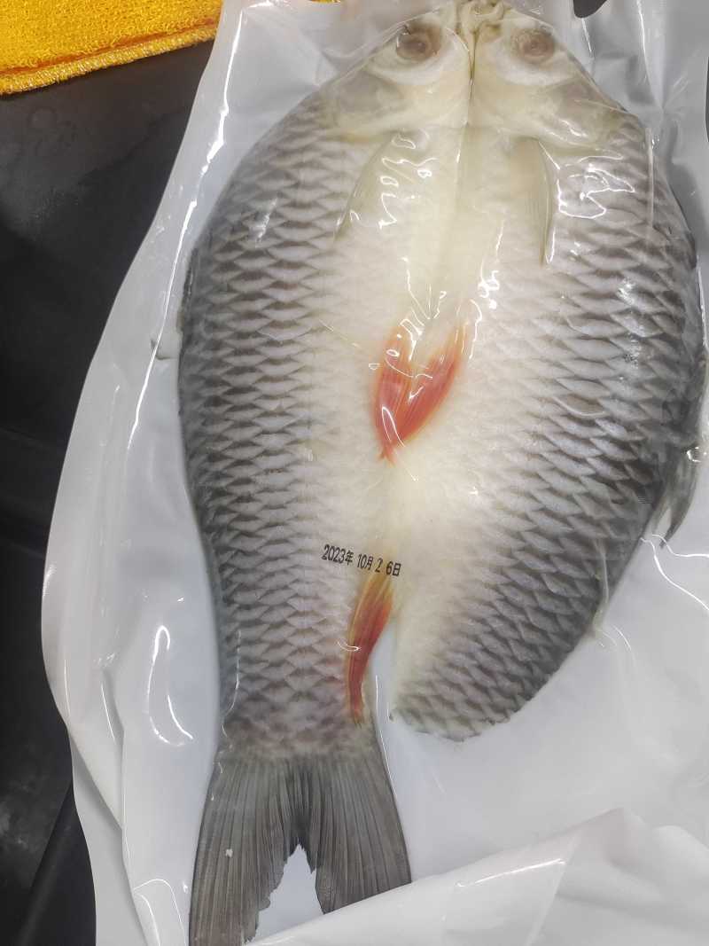 皇帝鱼
