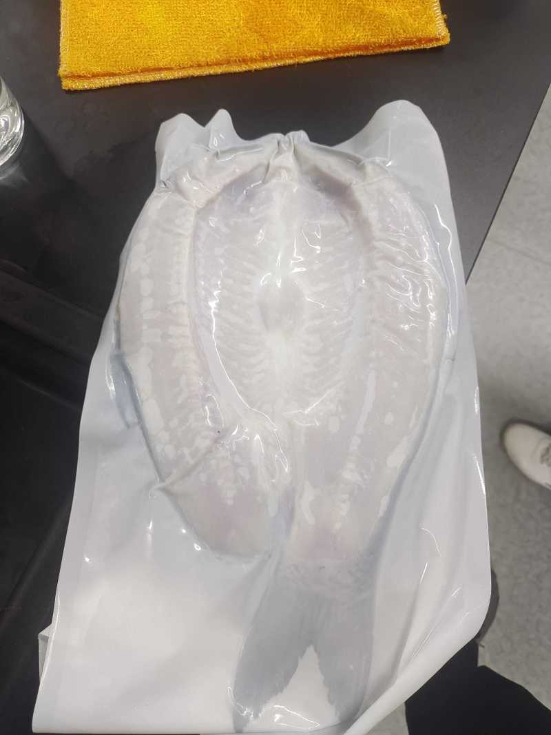 皇帝鱼