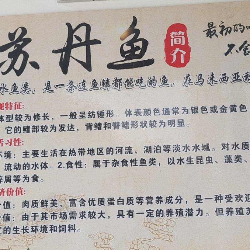 皇帝鱼