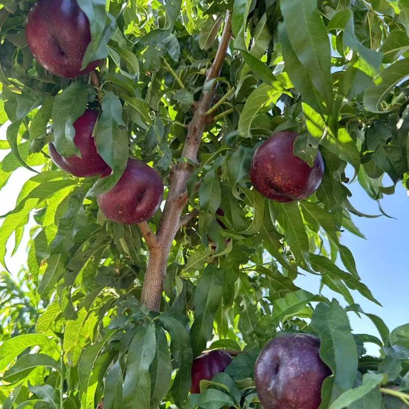 自家种植正宗血油桃血油桃特惠产地直发香甜爆汁当季水果