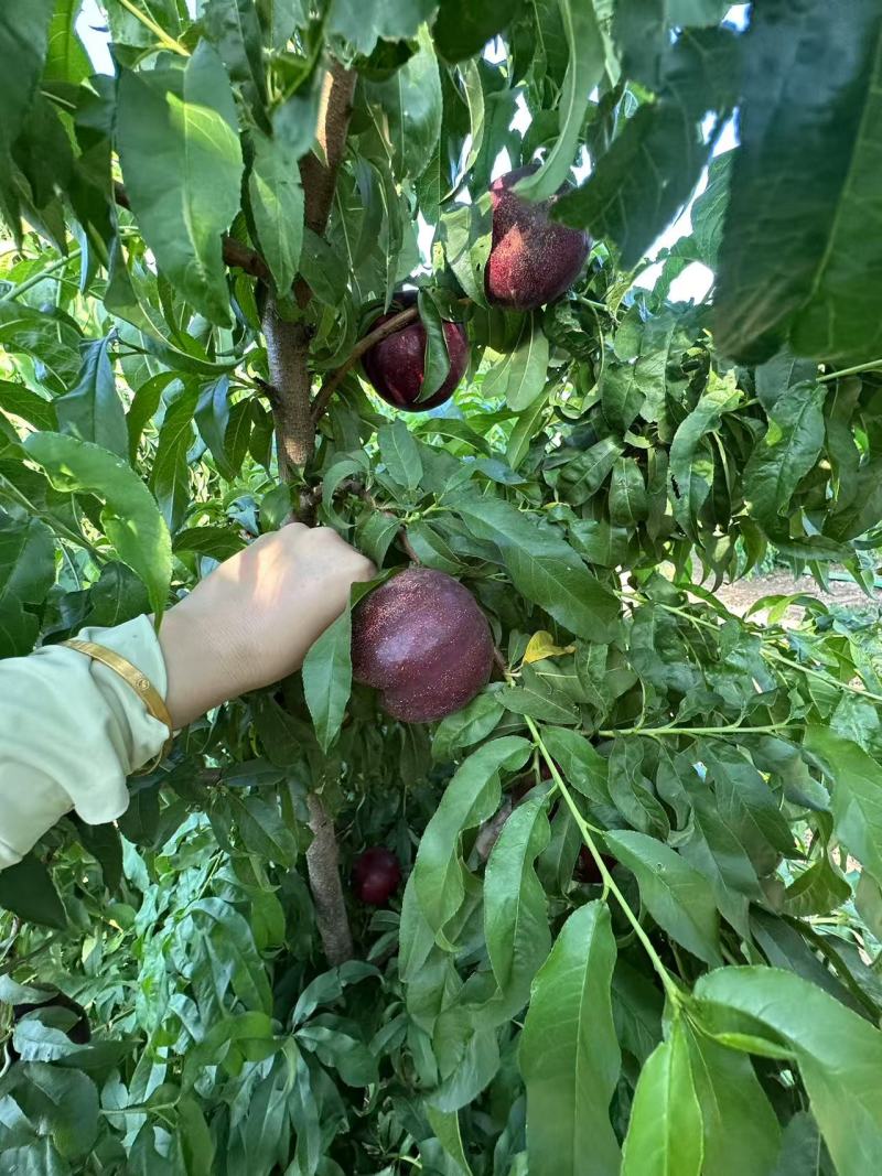 自家种植正宗血油桃血油桃特惠产地直发香甜爆汁当季水果