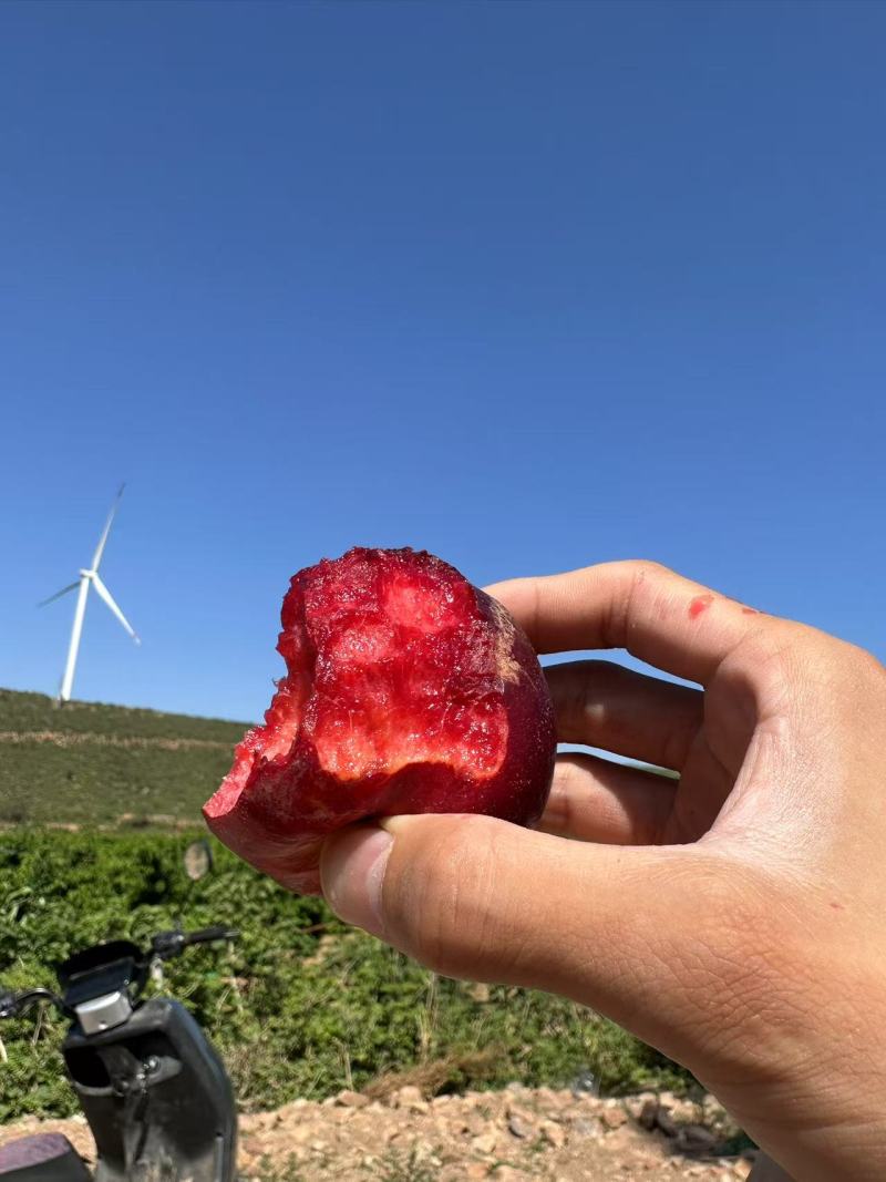 自家种植正宗血油桃血油桃特惠产地直发香甜爆汁当季水果
