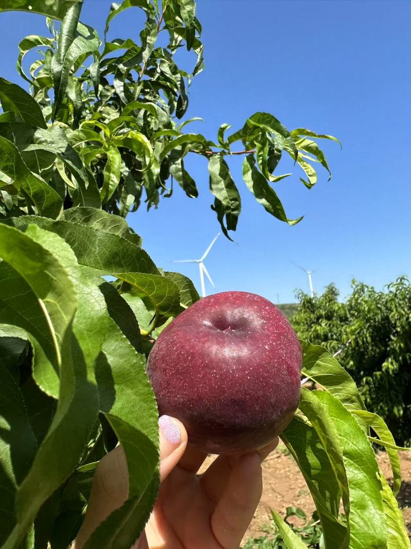 自家种植正宗血油桃血油桃特惠产地直发香甜爆汁当季水果