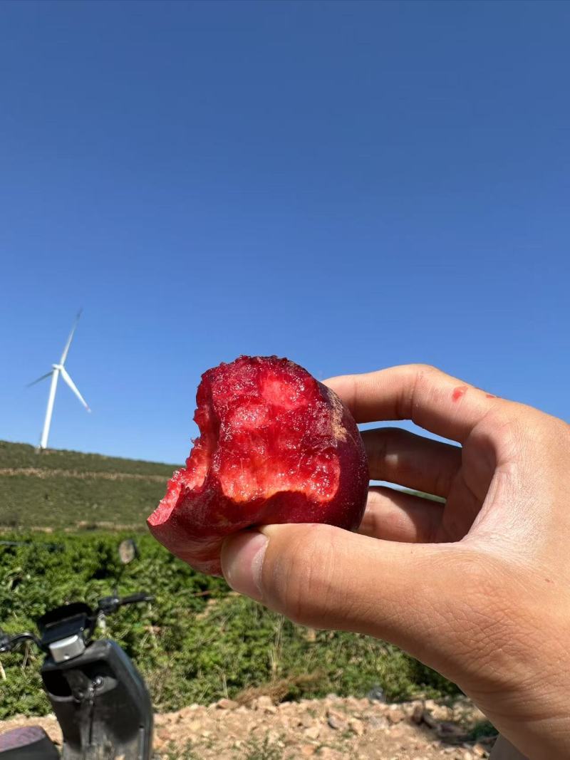 自家种植正宗血油桃血油桃特惠产地直发香甜爆汁当季水果