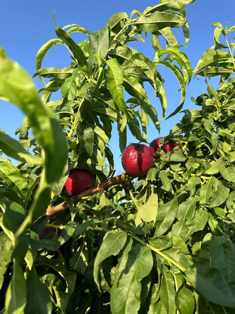 自家种植正宗血油桃血油桃特惠产地直发香甜爆汁当季水果