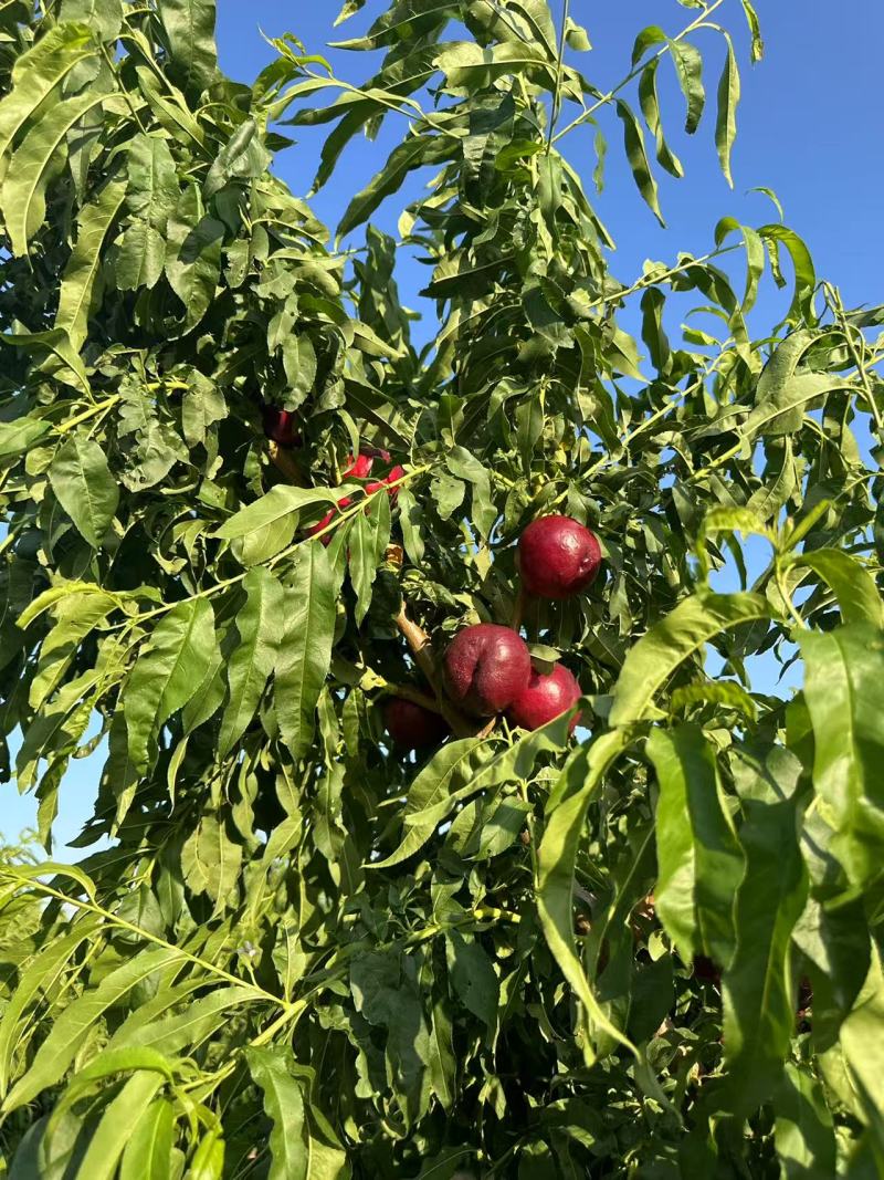 自家种植正宗血油桃血油桃特惠产地直发香甜爆汁当季水果