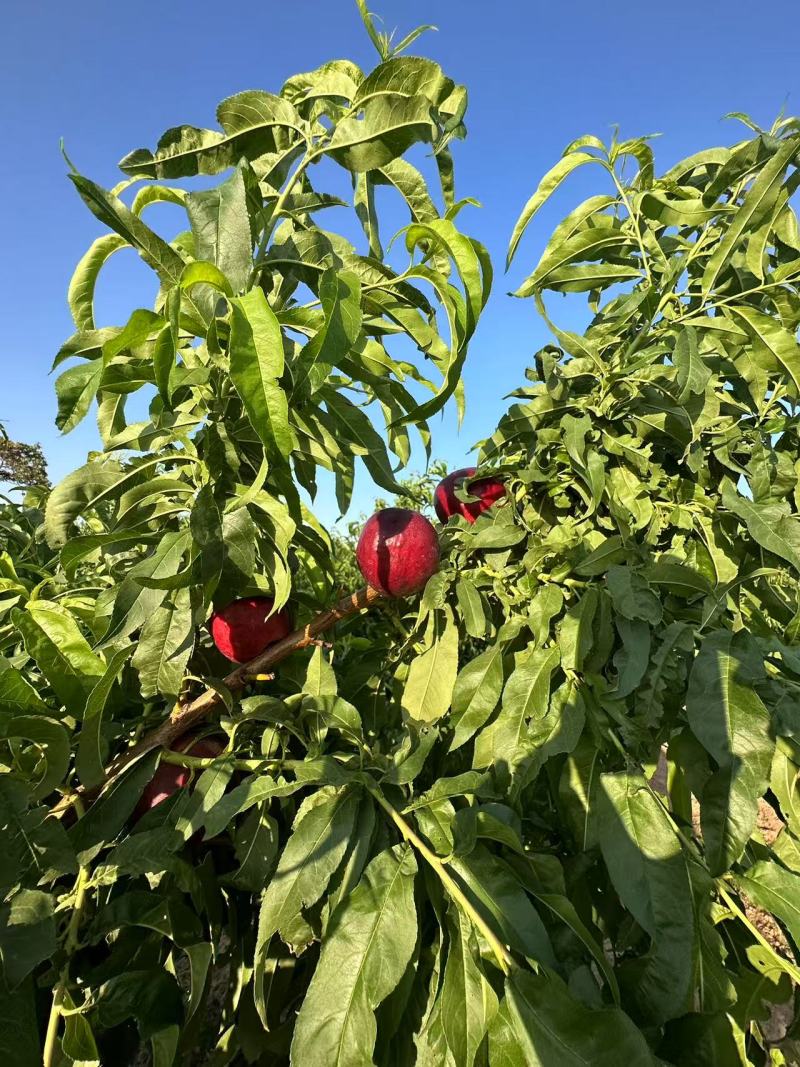 自家种植正宗血油桃血油桃特惠产地直发香甜爆汁当季水果