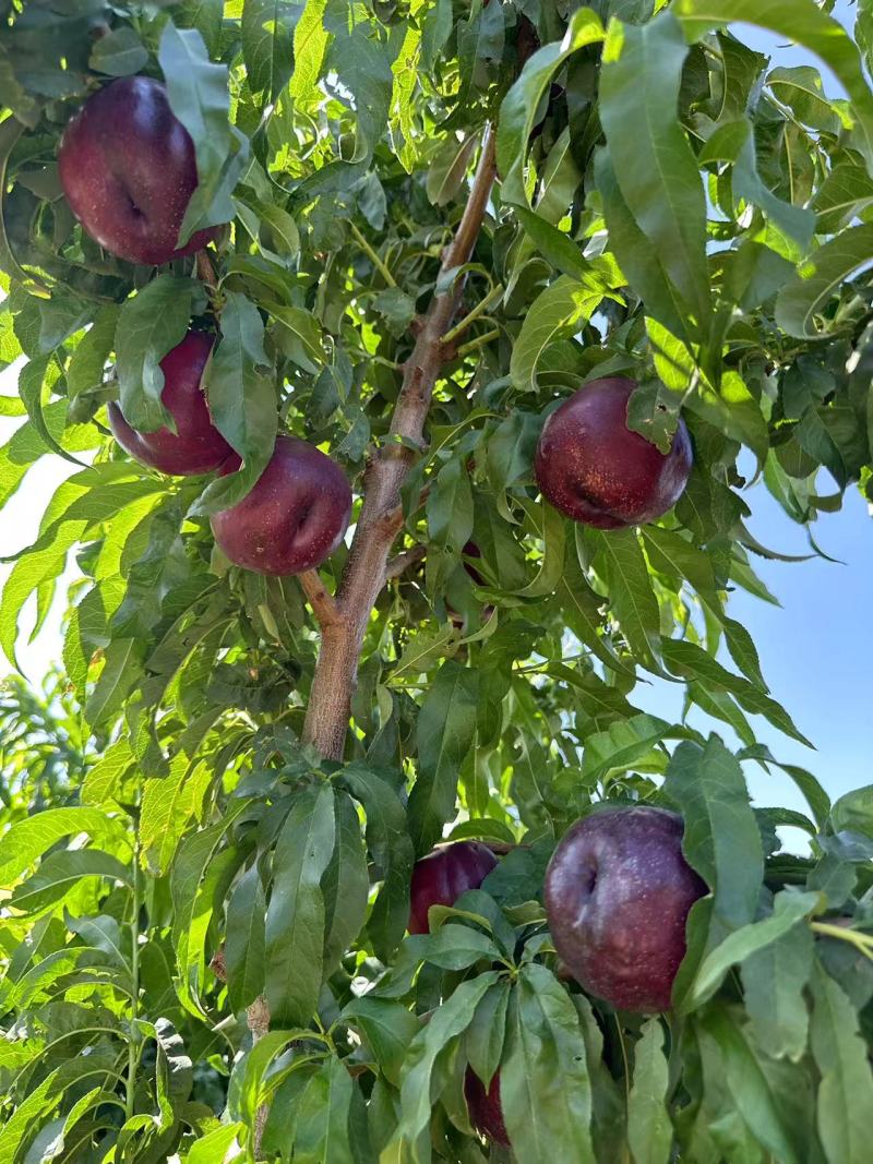 自家种植正宗血油桃血油桃特惠产地直发香甜爆汁当季水果