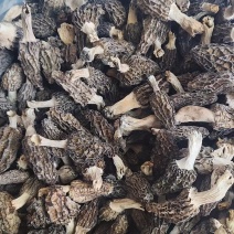 出售野生羊肚菌