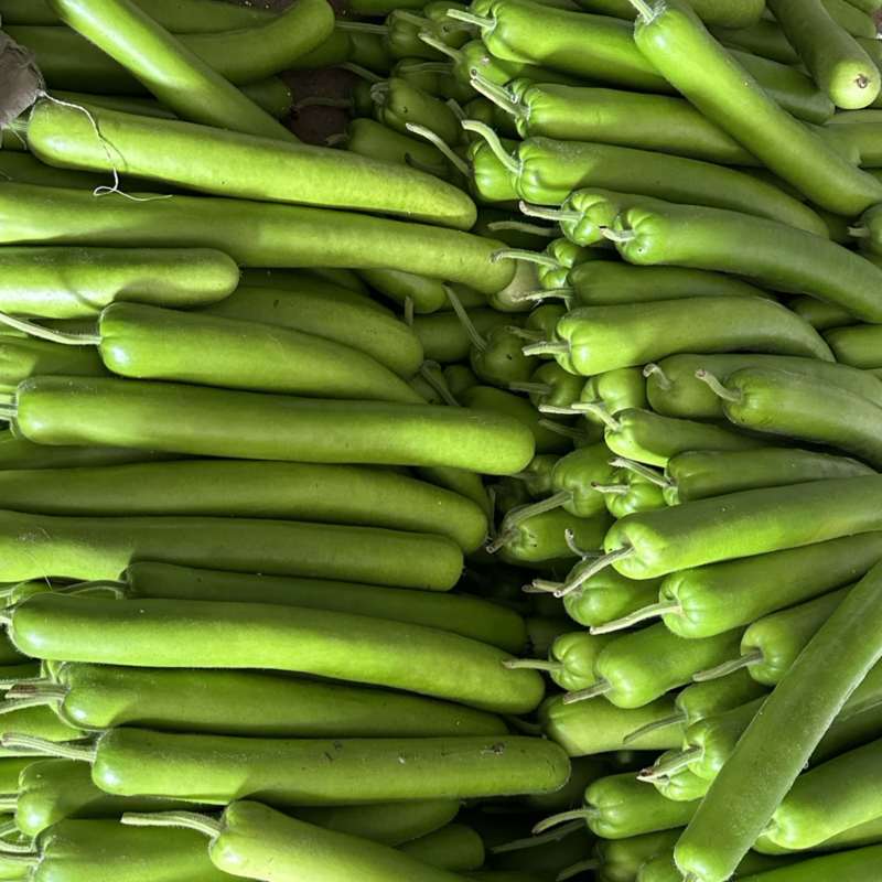 瓠瓜瓠子大量食堂货价格便宜哈